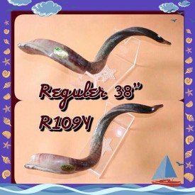 11906096_1537631343150148_2112582746_n