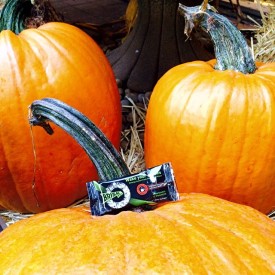 12081319_1657876774454725_1398094464_n