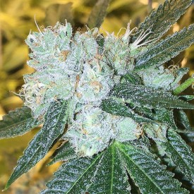 12135147_902850163134522_1993392635_n