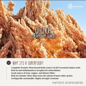 11848819_1549750355311107_2055098448_n