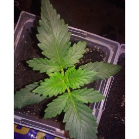 12132825_1541923579381624_237770175_n