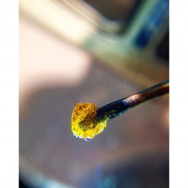 10956549_1015124695197617_2076379142_n