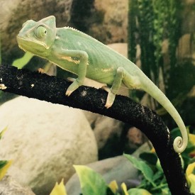 12353381_1578496259134429_470408341_n