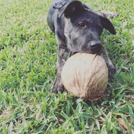 12558382_1095682630462225_1996882567_n