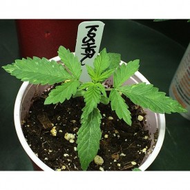 12558256_1669248640003370_1212318875_n